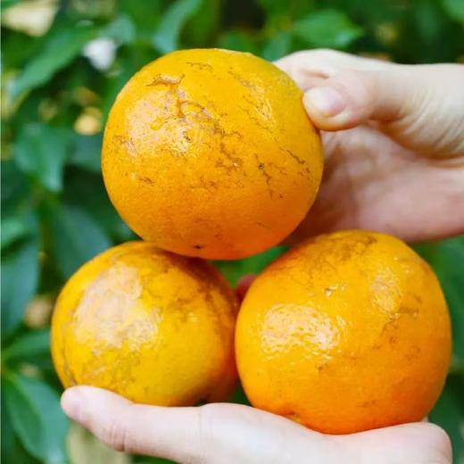 严选 | 广西武鸣无核沃柑 5斤/9斤装 现摘现发 皮薄多汁 商品图3