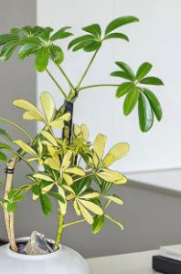 白盆吸财木 商品图2