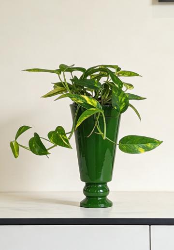 绿色高脚盆麒麟尾 商品图2