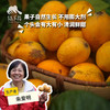 生态枇杷 | 合作生产 * Ecological Loquat  商品缩略图0