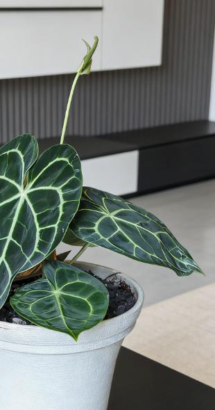 花烛叶 商品图2