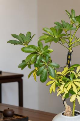 白盆吸财木 商品图2