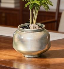 蓝花楹 商品图2