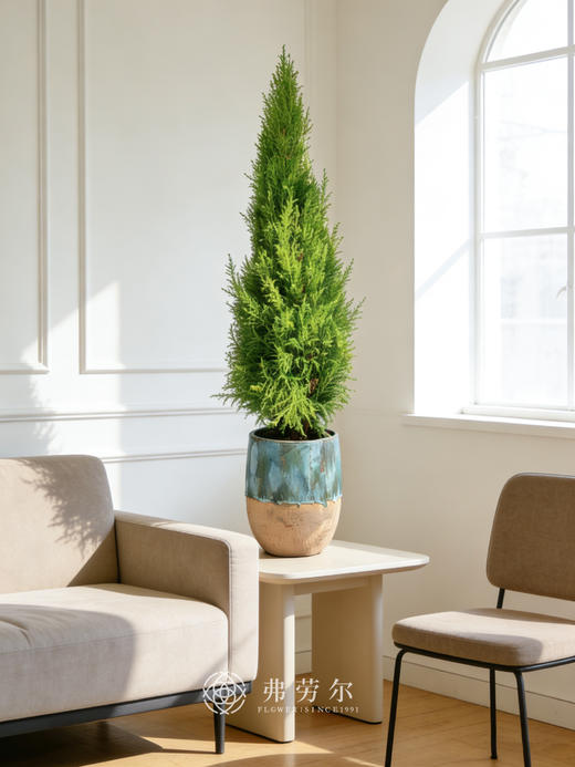 灰绿盆香松 商品图0