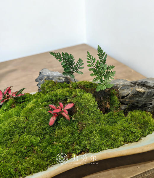 浅盘-苔藓盆栽 商品图2