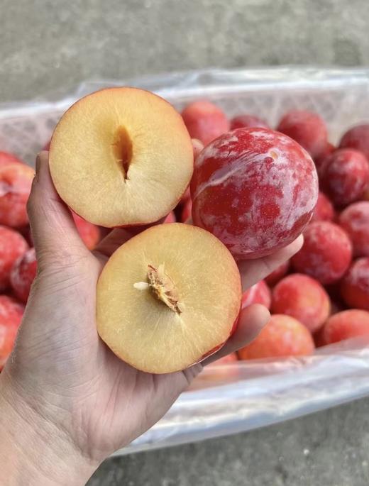 新鲜水果 果香浓郁南非李   500g 商品图1