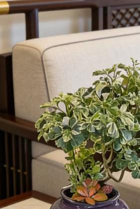 钱多多福禄桐 商品图2