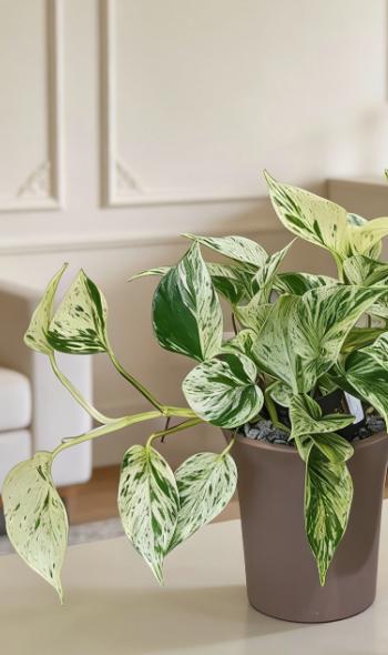 棕盆大理石皇后 商品图2