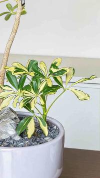 灰盆吸财木 商品图2