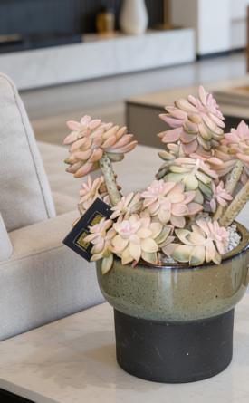 多肉盆栽 商品图2