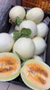 黄心甜瓜 商品缩略图0