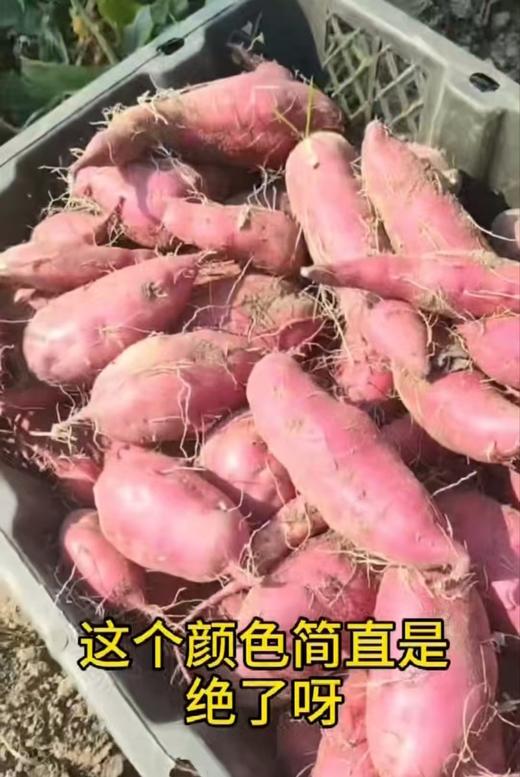 【社群团购】桥头地瓜【约5斤】【周一配送到家】 商品图3