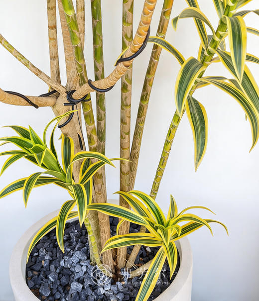 落地百合竹 商品图2