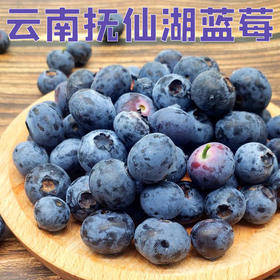 澄江花香蓝莓中果/大果