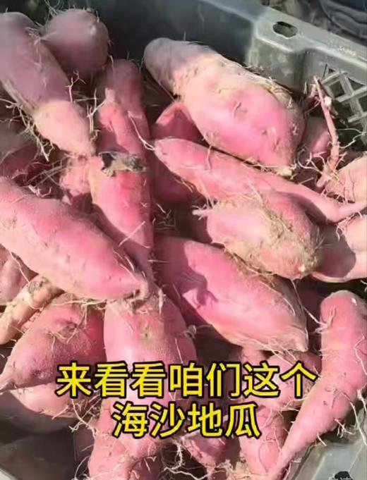 【社群团购】桥头地瓜【约5斤】【周一配送到家】 商品图0