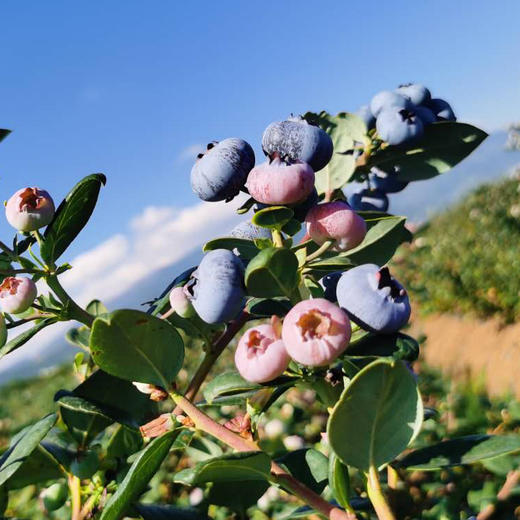 澄江花香蓝莓中果/大果 商品图6