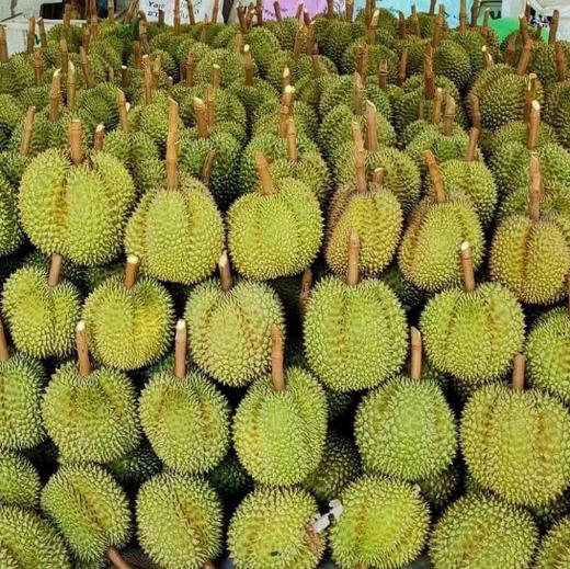 【甲仑榴莲】泰国老品种榴莲/果肉细腻口感甜糯榴莲香味重/核较大但果型饱满(包4房) 商品图7