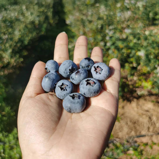 澄江花香蓝莓中果/大果 商品图5