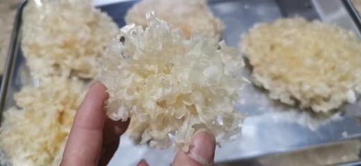 仿野生通江椴木银耳 |天然椴木 银耳胶质浓厚 | （中小耳） 商品图3