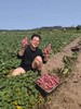 【社群团购】桥头地瓜【约5斤】【周一配送到家】 商品缩略图2