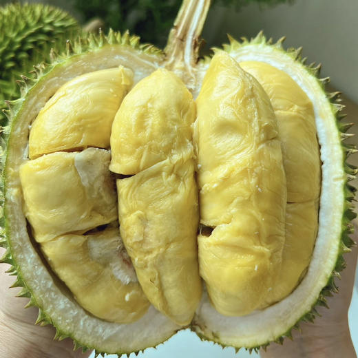 【甲仑榴莲】泰国老品种榴莲/果肉细腻口感甜糯榴莲香味重/核较大但果型饱满(包4房) 商品图3