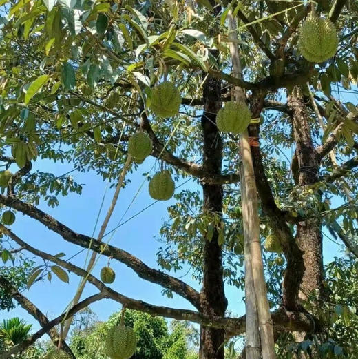 【甲仑榴莲】泰国老品种榴莲/果肉细腻口感甜糯榴莲香味重/核较大但果型饱满(包4房) 商品图5