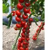 串番茄（约500G） /份 商品缩略图2