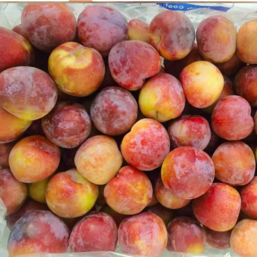 粉红李（约500G） 份/份 商品图0