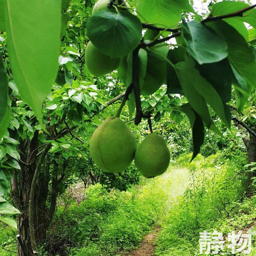 有机柴火梨膏260g｜云南楚雄 商品图2