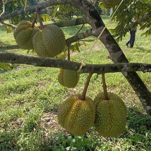 【甲仑榴莲】泰国老品种榴莲/果肉细腻口感甜糯榴莲香味重/核较大但果型饱满(包4房) 商品图4