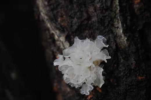 仿野生通江椴木银耳 |天然椴木 银耳胶质浓厚 | （中小耳） 商品图4