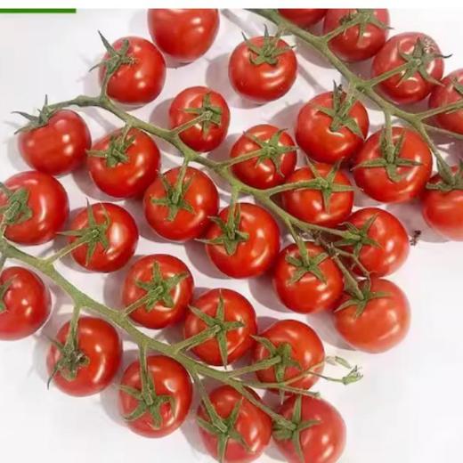 串番茄（约500G） /份 商品图1