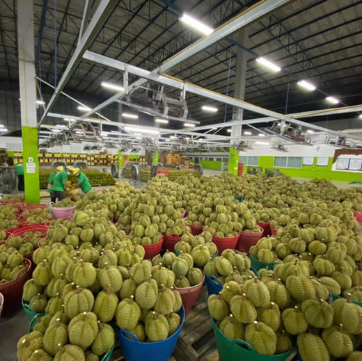 【甲仑榴莲】泰国老品种榴莲/果肉细腻口感甜糯榴莲香味重/核较大但果型饱满(包4房) 商品图8