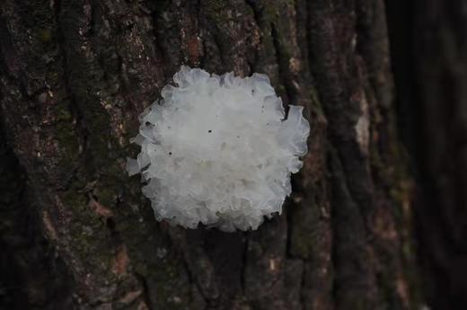 仿野生通江椴木银耳 |天然椴木 银耳胶质浓厚 | （中小耳） 商品图0