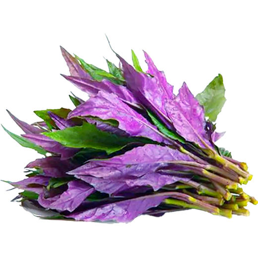 兰菇良紫背天葵400g/份 商品图0