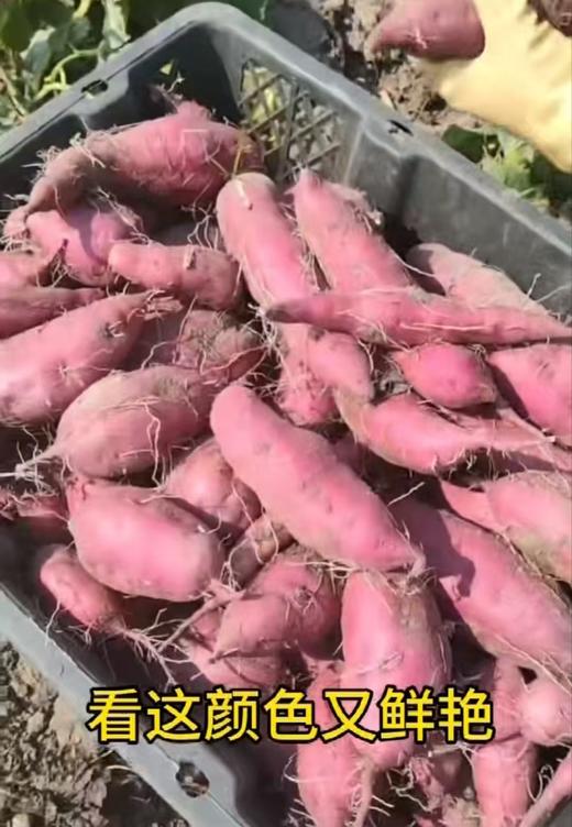 【社群团购】桥头地瓜【约5斤】【周一配送到家】 商品图1