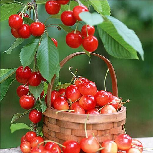 米易小樱桃 250g/盒 商品图2