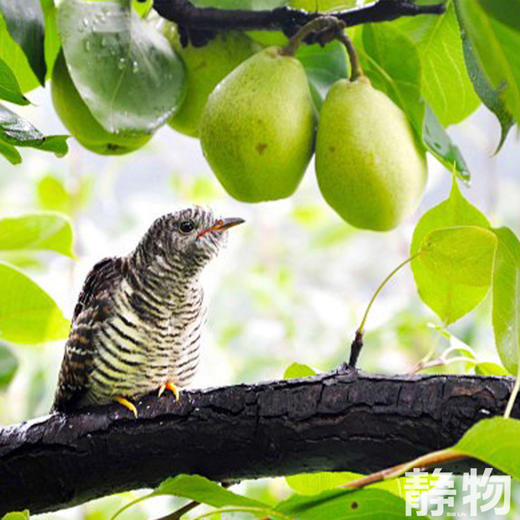 有机柴火梨膏260g｜云南楚雄 商品图3