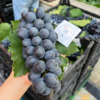 新鲜夏黑葡萄 商品缩略图0
