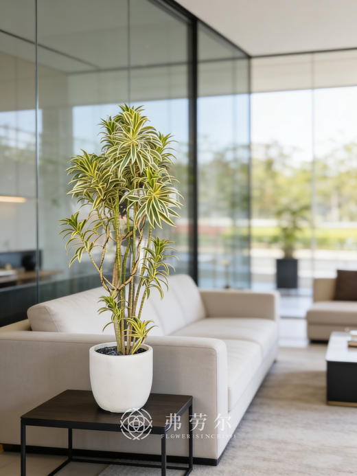 落地百合竹 商品图0