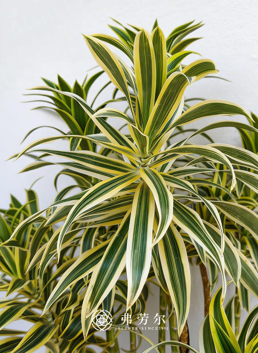 落地百合竹 商品图1