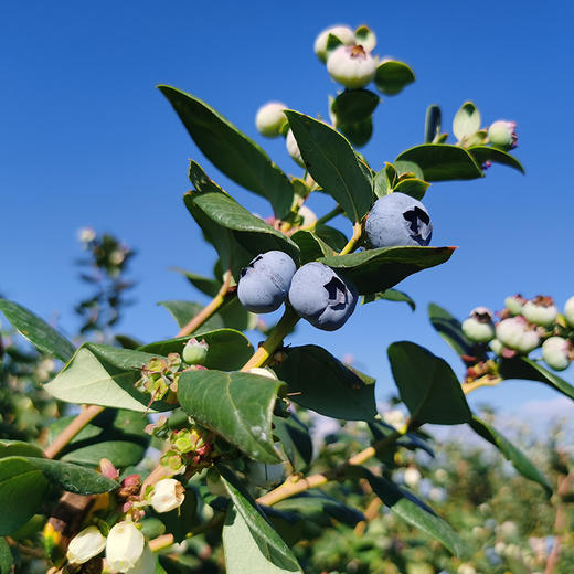 澄江花香蓝莓中果/大果 商品图8