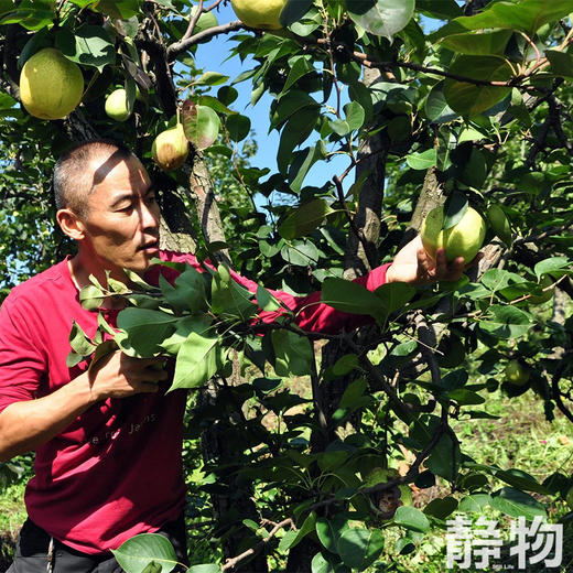 有机柴火梨膏260g｜云南楚雄 商品图8