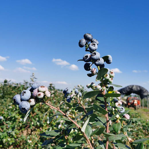 澄江花香蓝莓中果/大果 商品图7