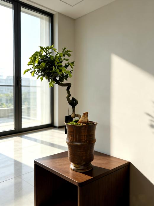 提根紫檀 商品图0