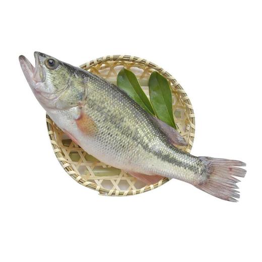 普通鲈鱼   约400-500g/条 商品图2