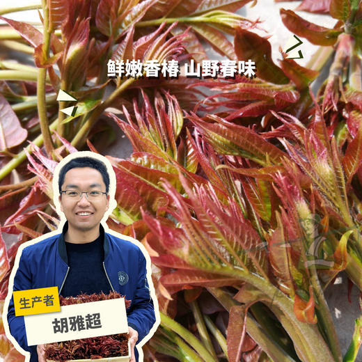 生态山西香椿 | 合作生产* Eco-cedrela sinensis | Coproduction 商品图0