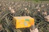 海南金钻凤梨（彩箱装 两种规格） 商品缩略图3