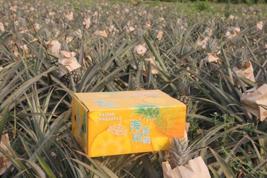 海南金钻凤梨（彩箱装 两种规格） 商品图3