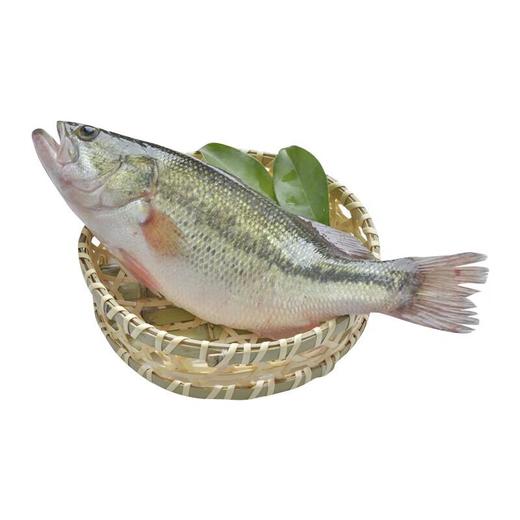 普通鲈鱼   约400-500g/条 商品图3